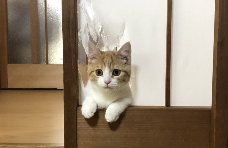 ペットによる障子破れ補修　どうする